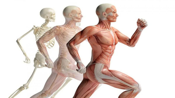 3′ days of Functional Anatomy 2024